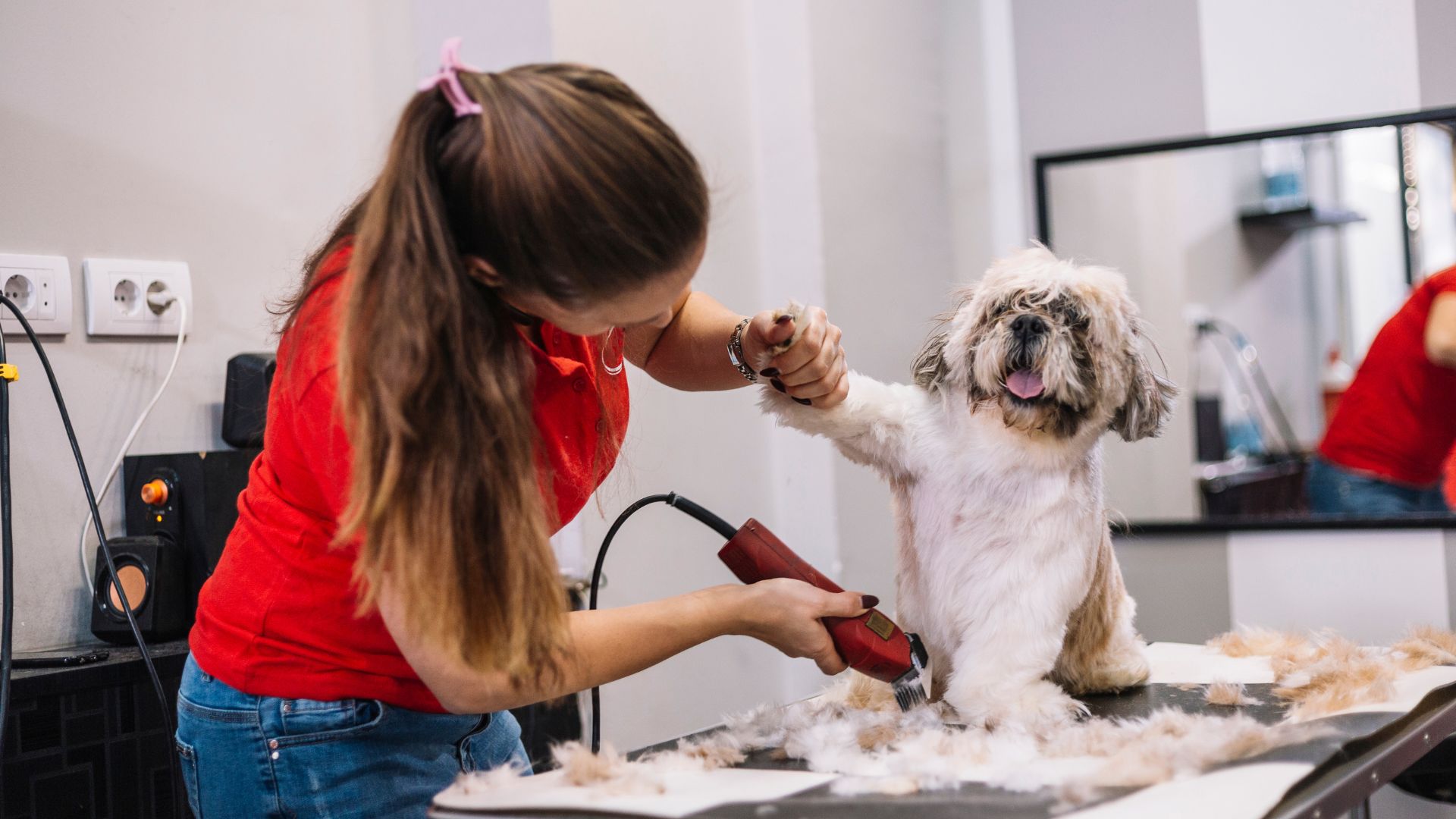 Taglio del pelo nel cane