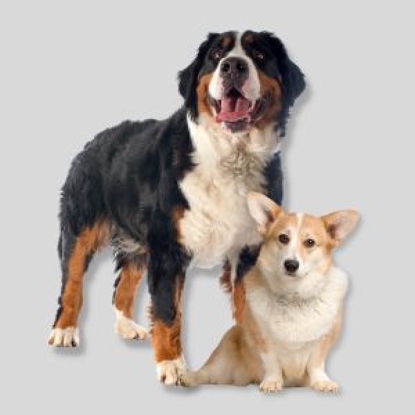 Patentino per proprietari cani