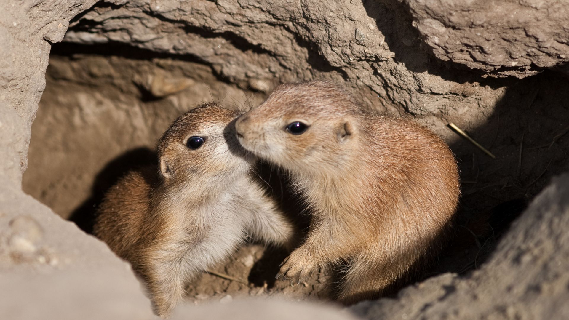 Bacio cani prateria