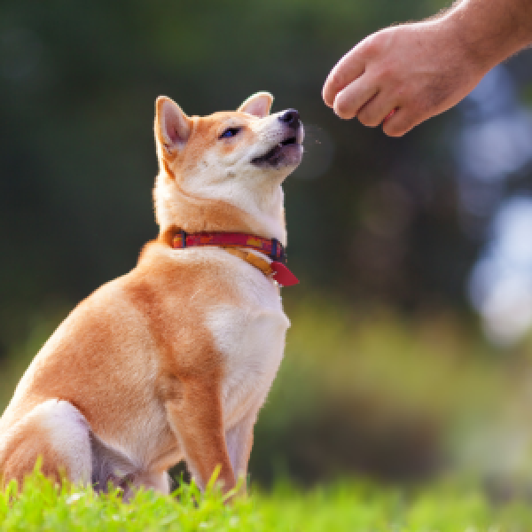 Il cane e il comportamento di aggressione