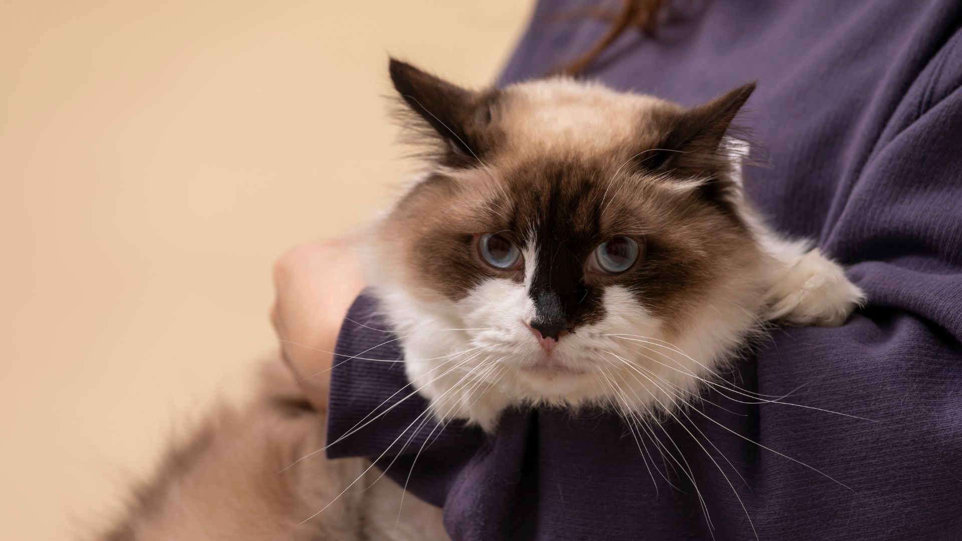 Coccole Ragdoll