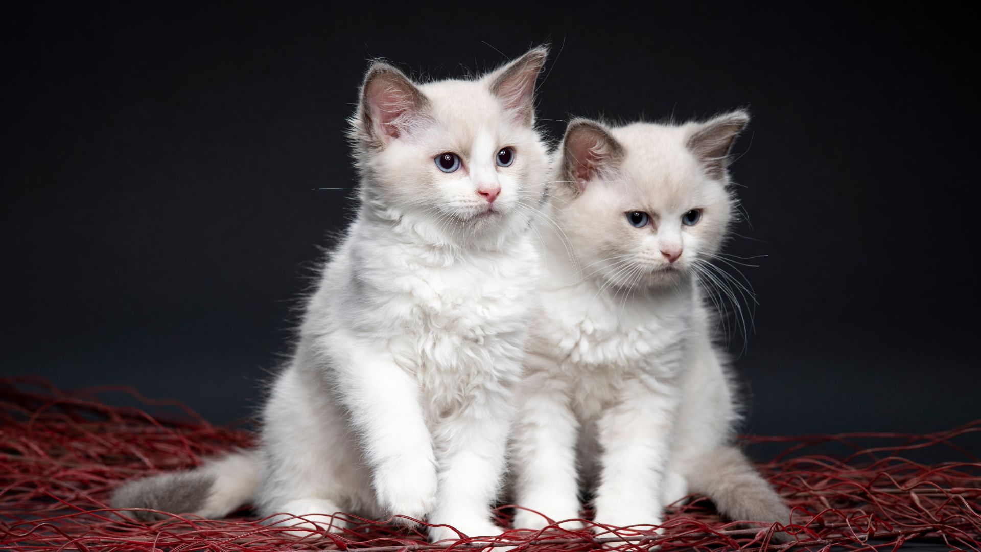 Cuccioli di Ragdoll