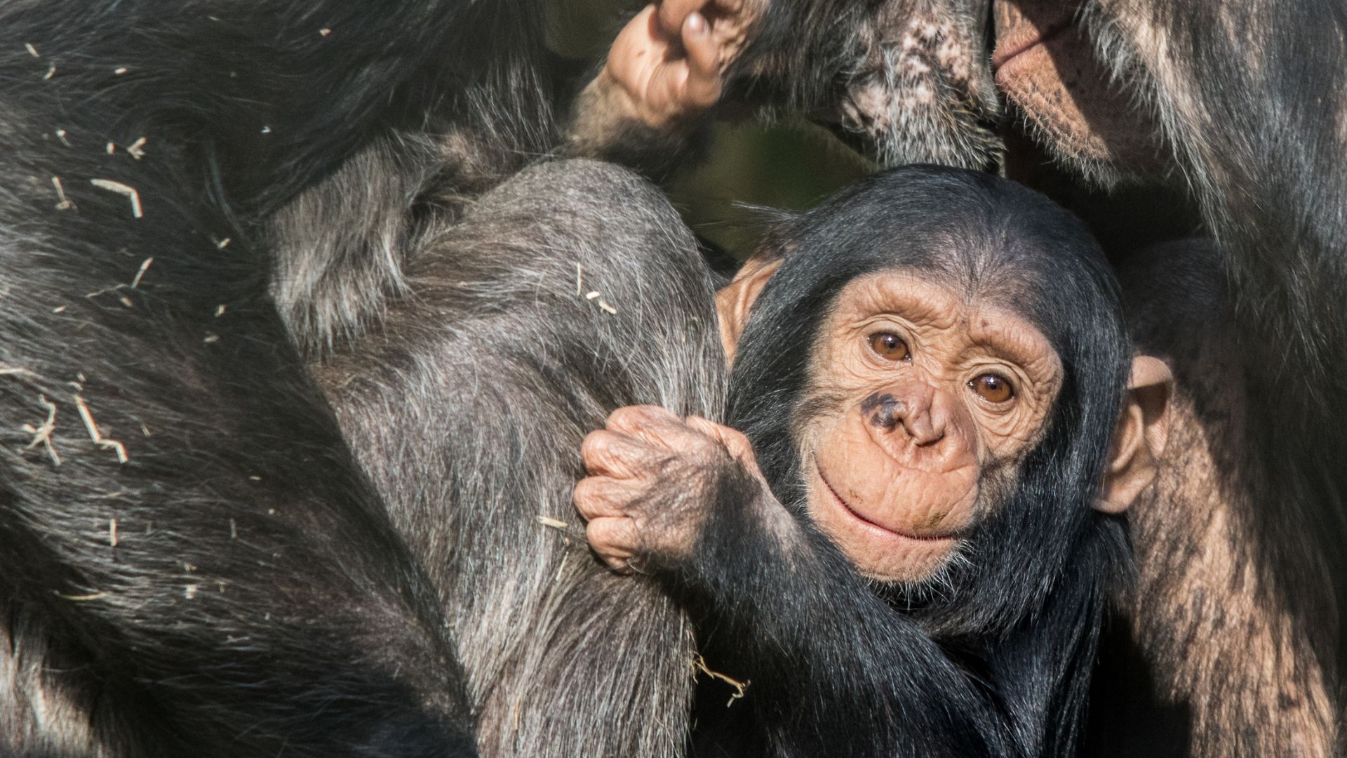 Amicizia scimpanzé e gorilla