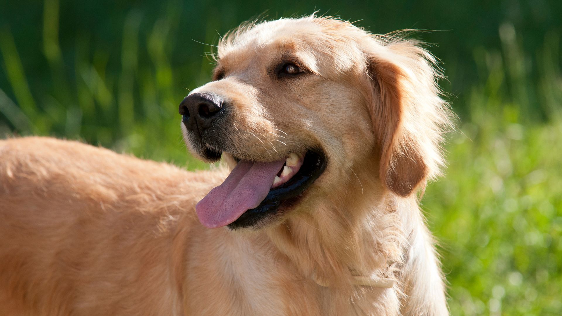 Golden retriever