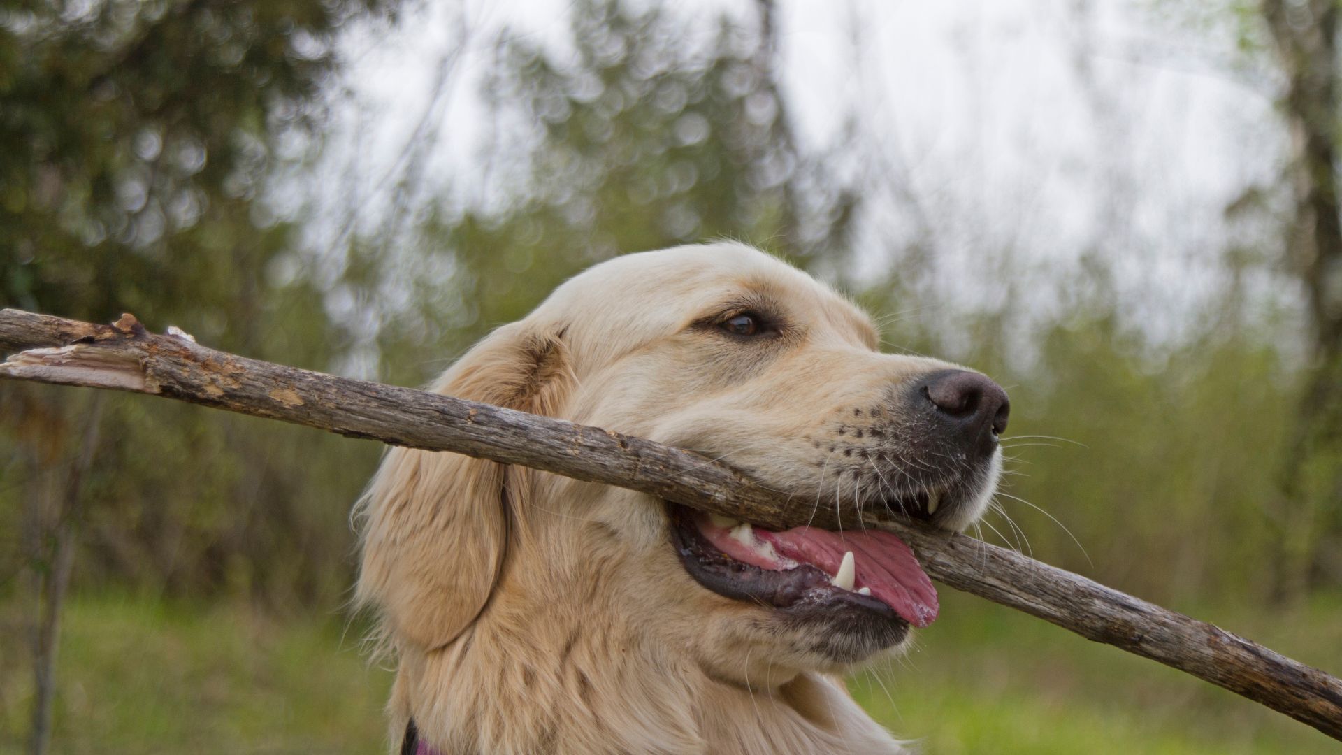 Retriever riporto