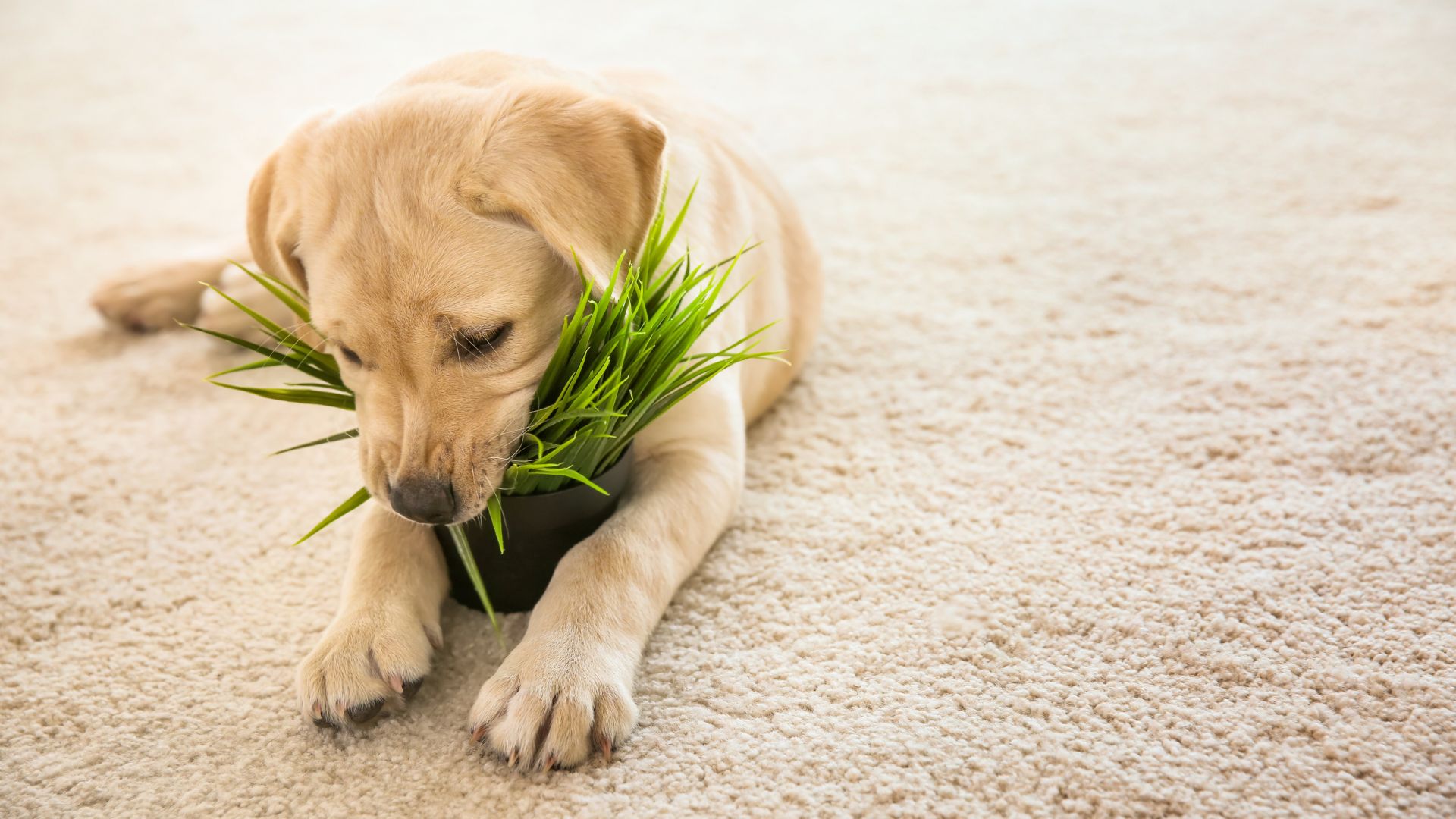 Cucciolo mangia una pianta