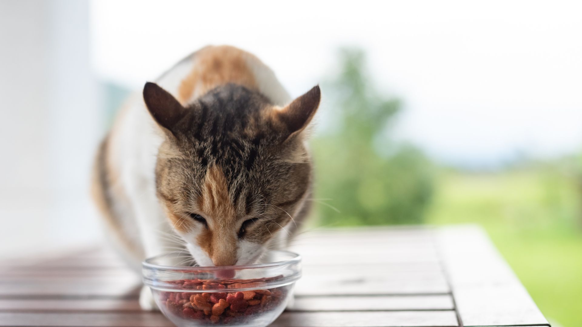 Gatto che mangia