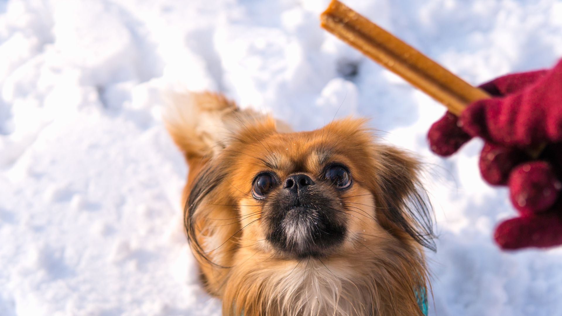 Premietto per cane