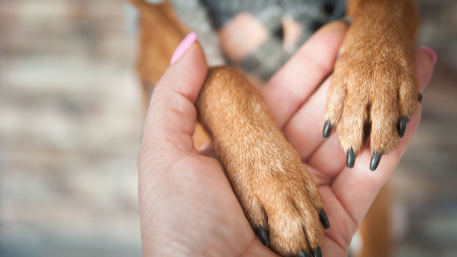 Cane che ha fiducia