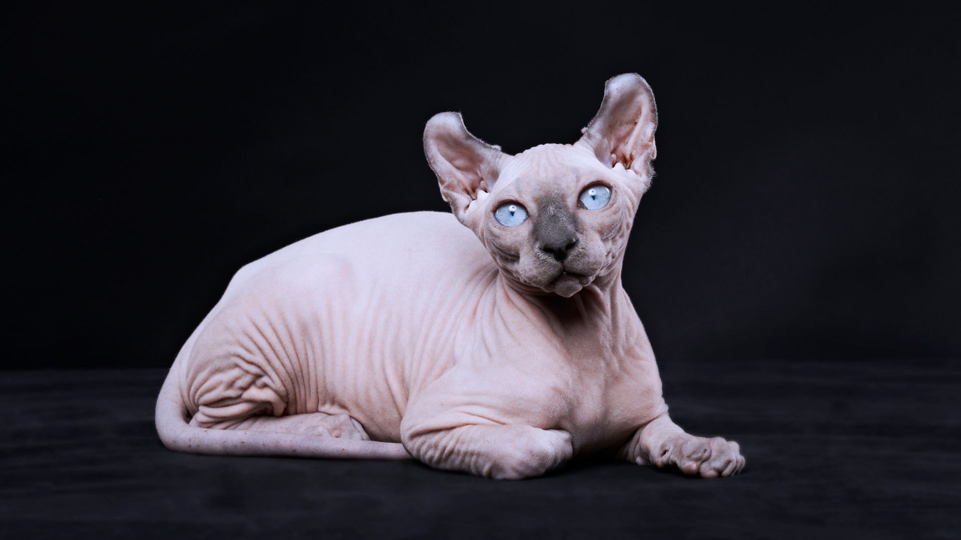 Sphynx