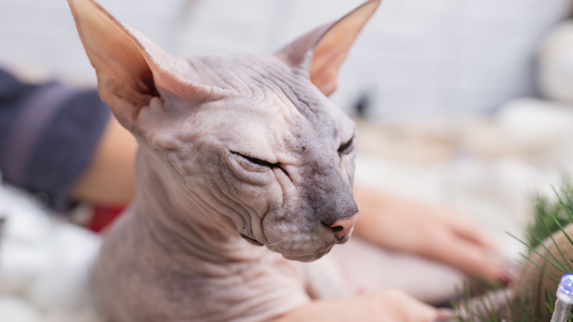 Sphynx che si fa coccolare