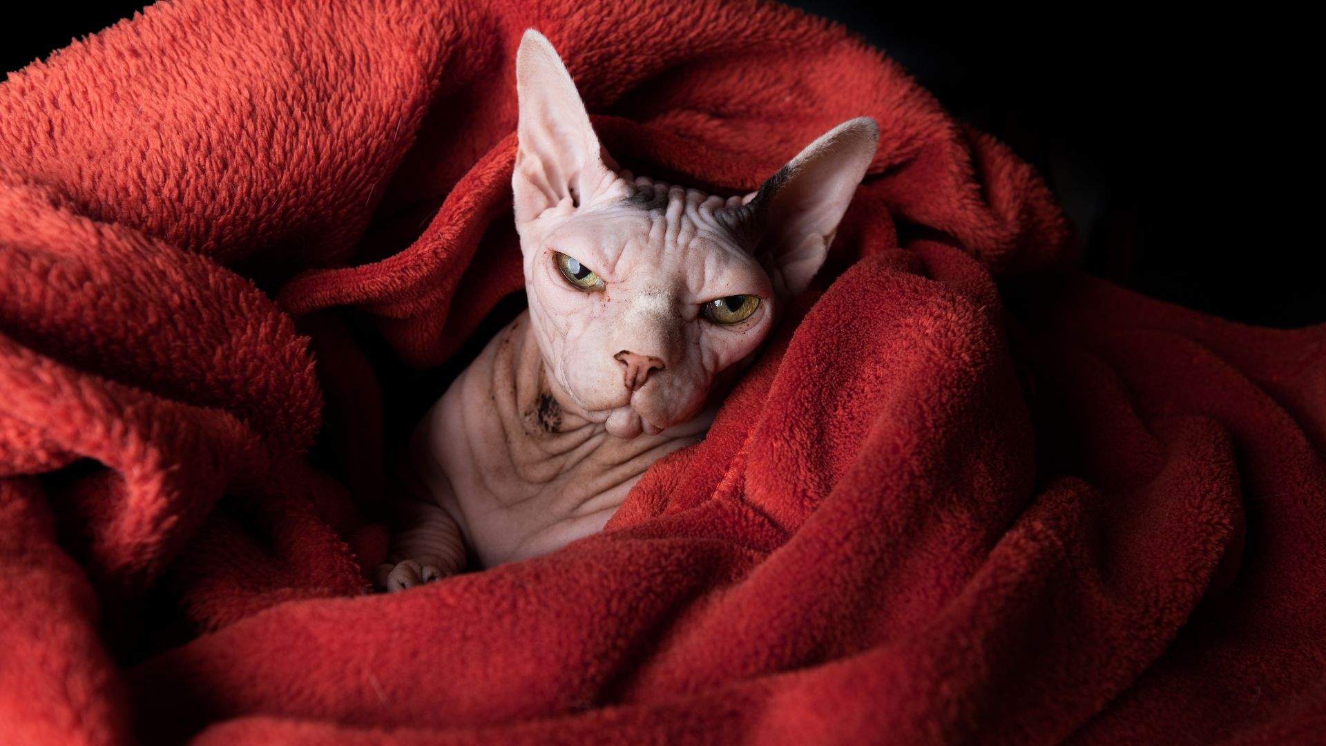 Sphynx che ha freddo