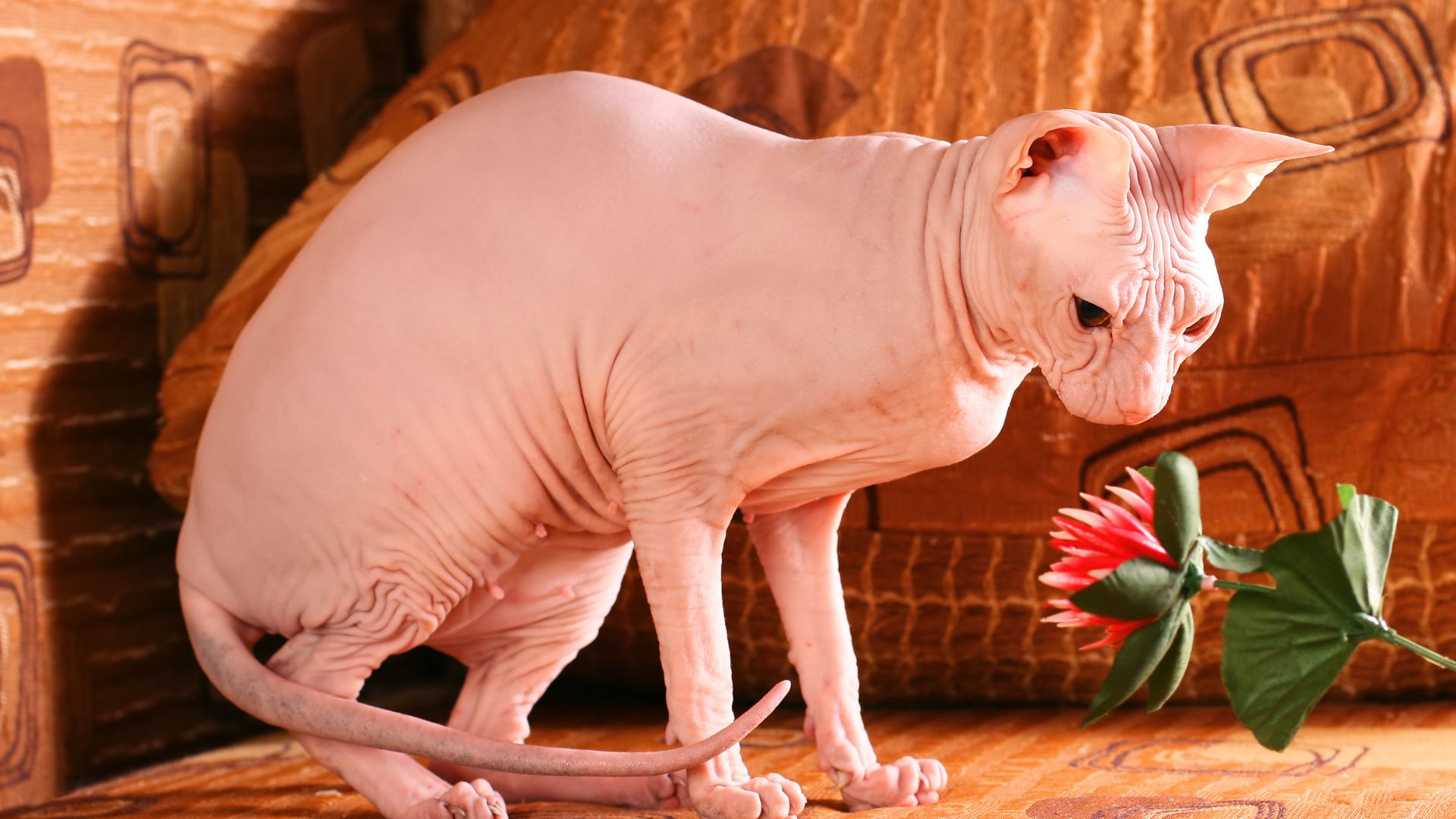 Caratteristiche Sphynx