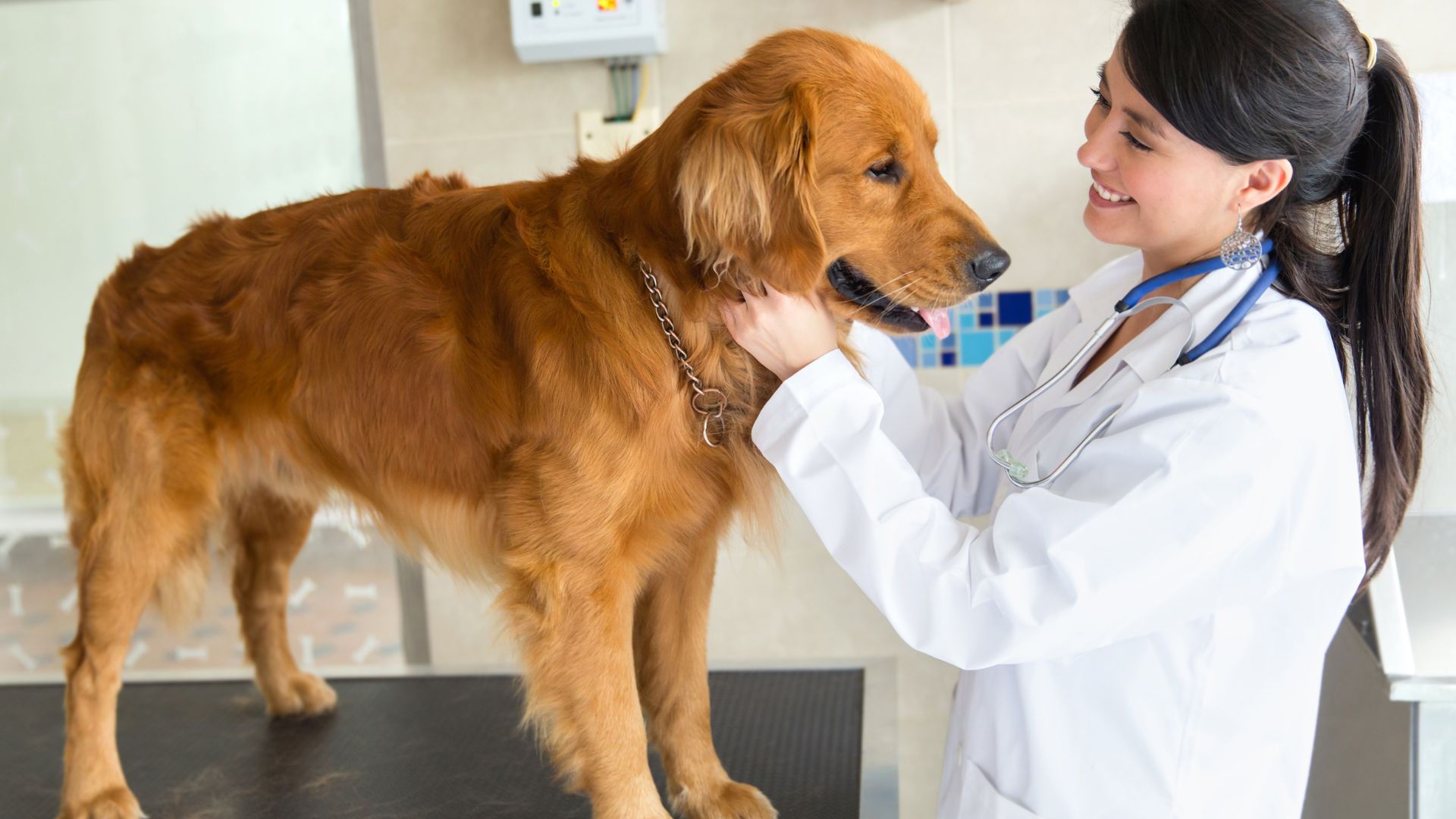 Visita dal veterinario