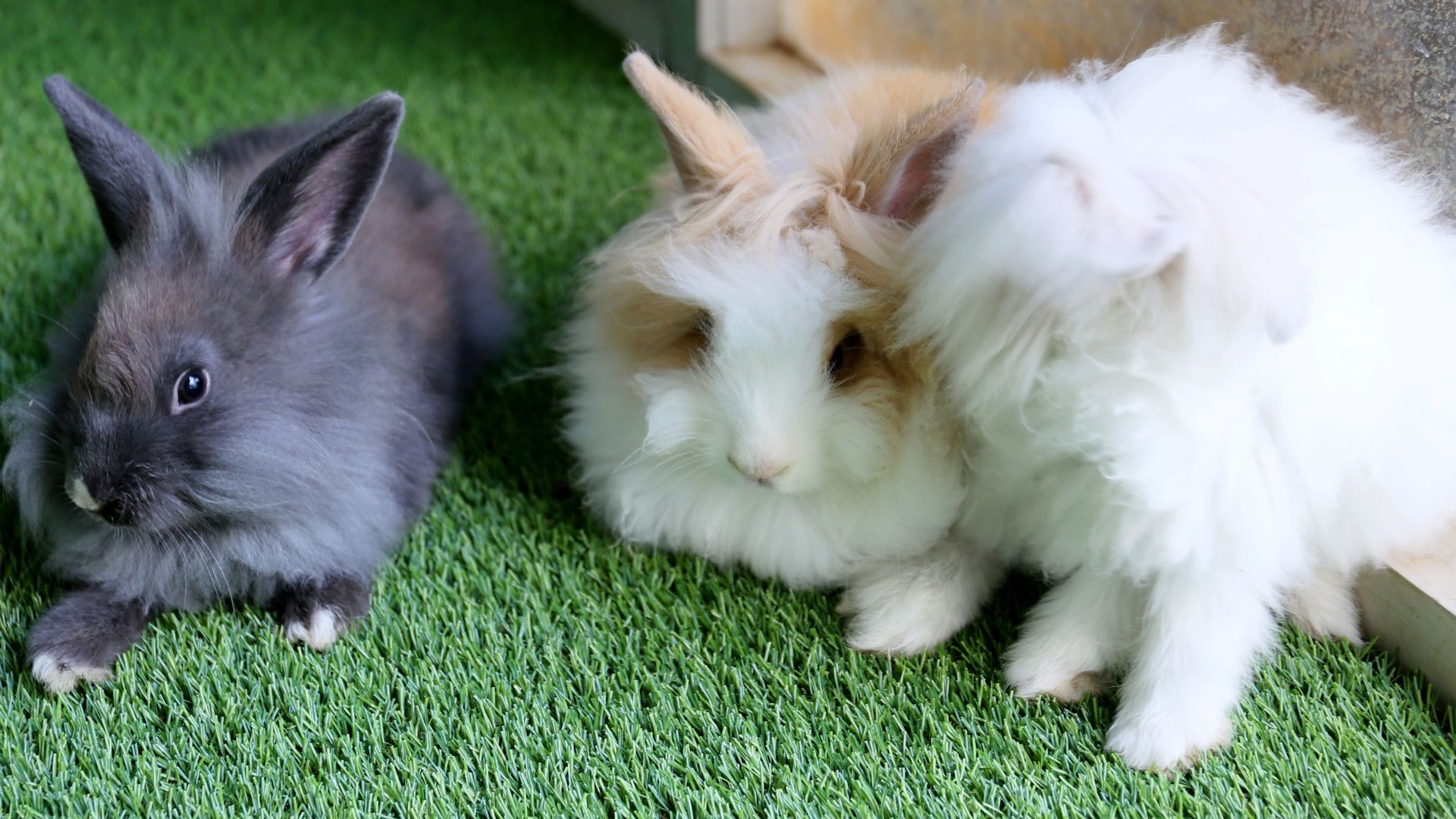Tipi di conigli d'Angora
