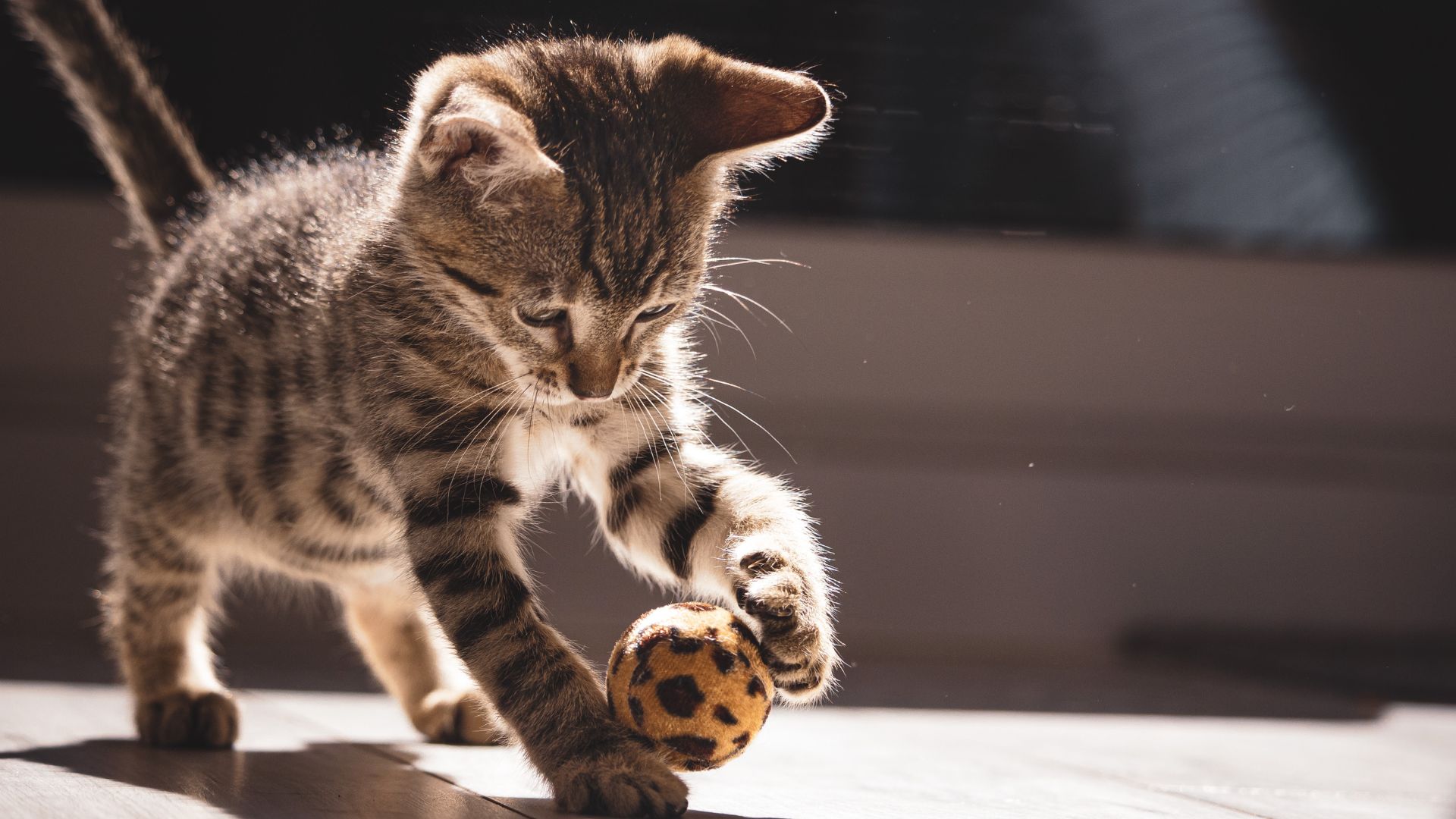 gattino che gioca gattino che gioca come prevenire gli agguati