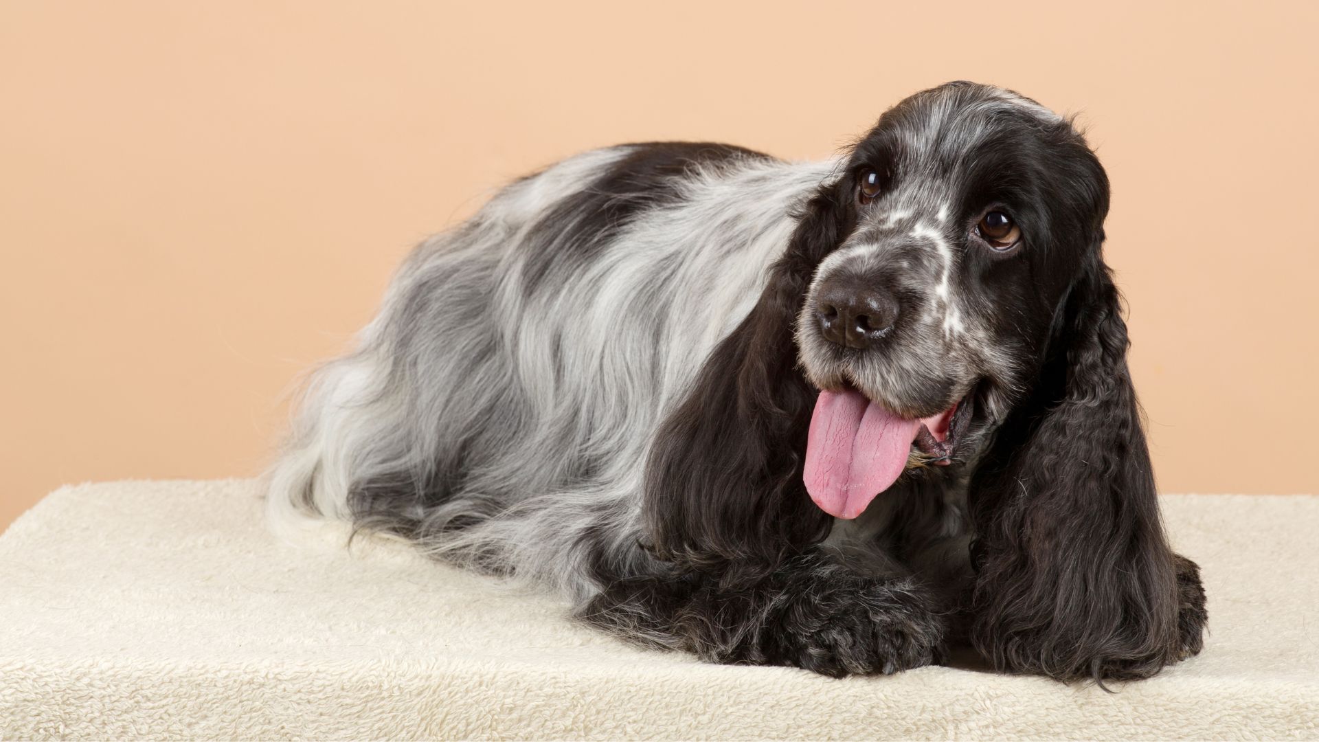 Cocker spaniel