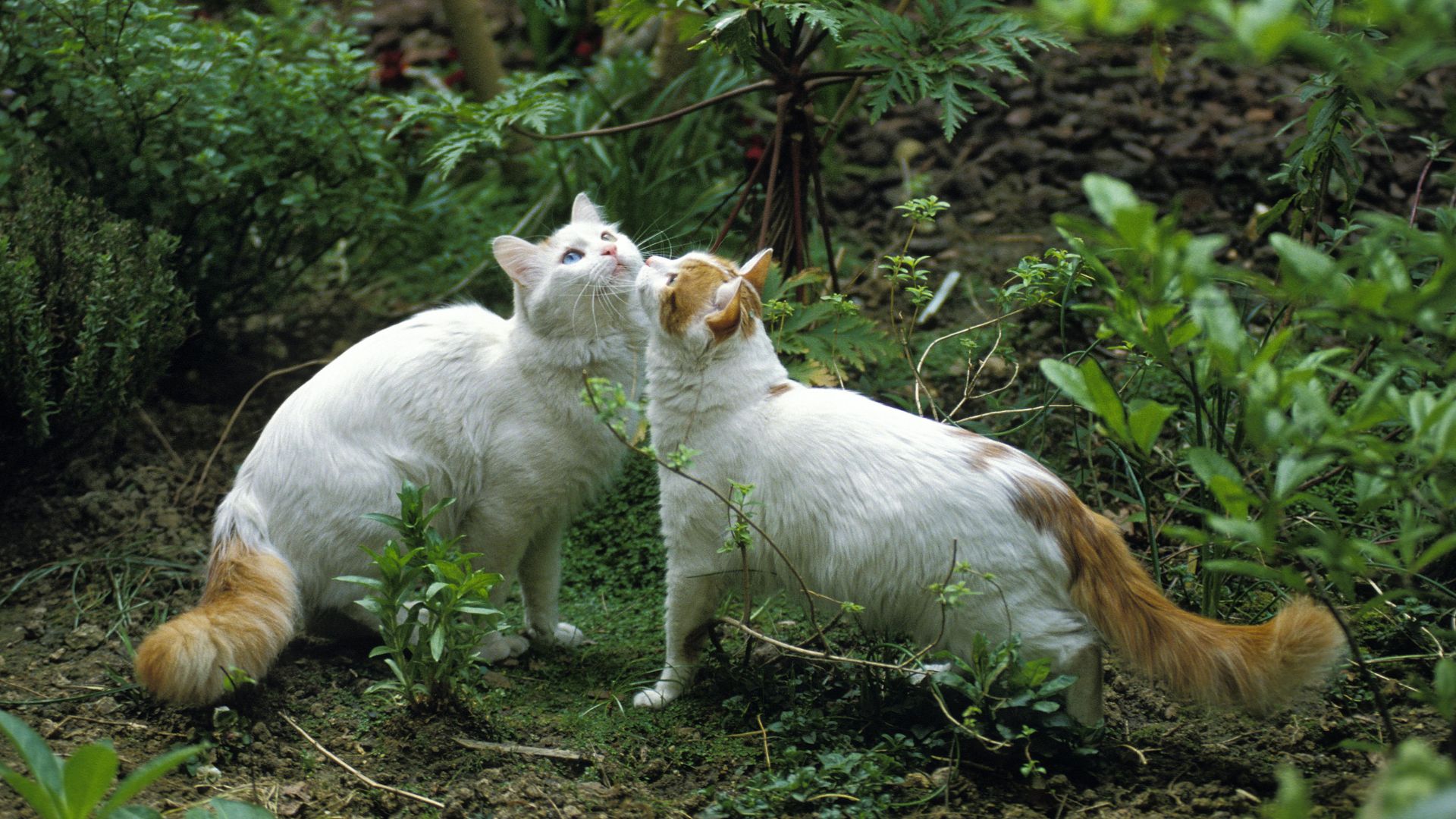 Gatto Turco Van