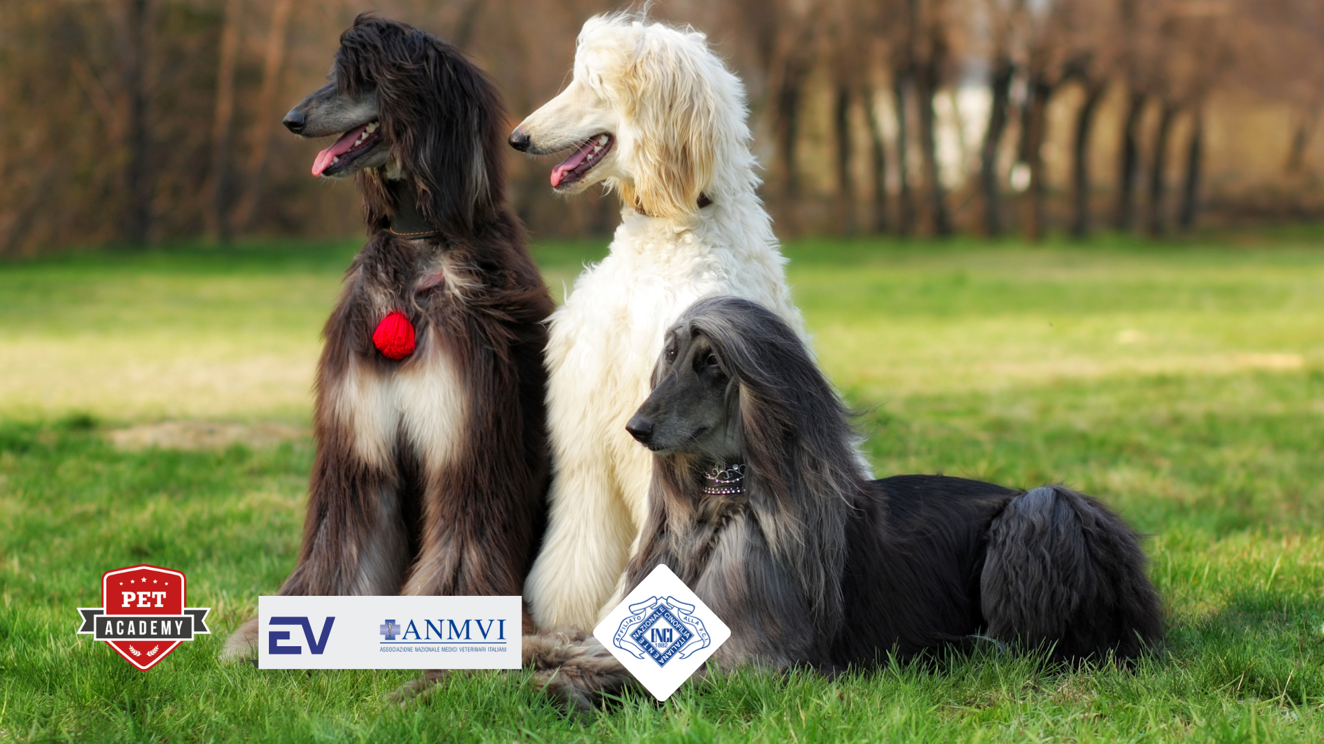 Master allevatore Enci - 11° edizione (2026) 