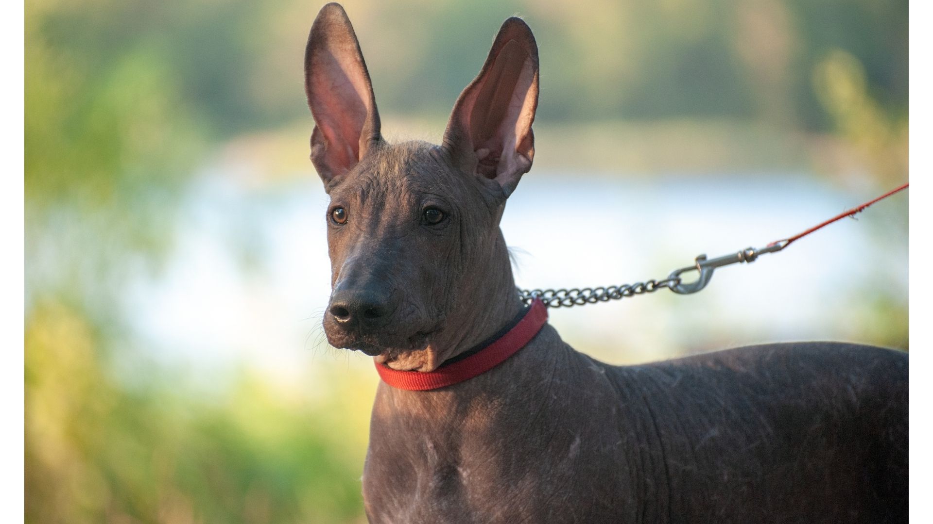 Xōlōitzcuintle, il cane simbolo del Messico