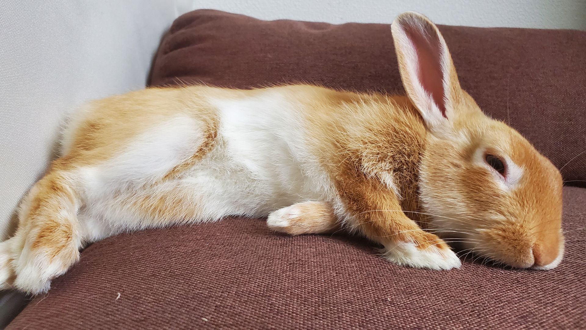 К чему снится кролик живой. Спящий кролик. Спят ли кролики. Кролики спят с открытыми глазами.