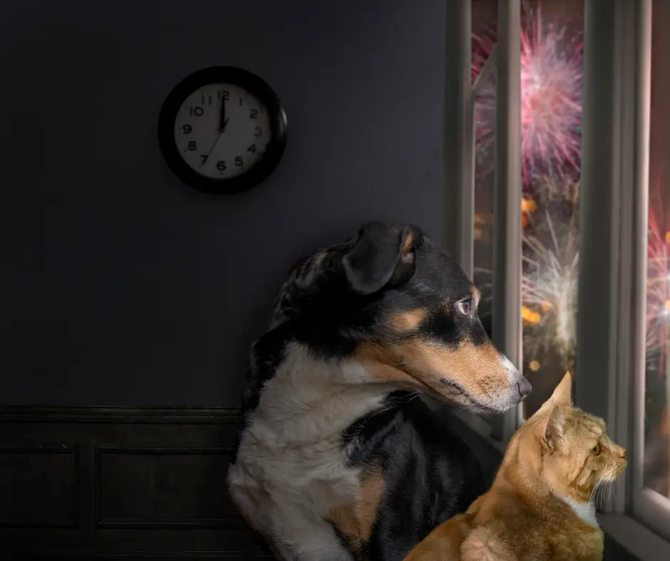 come comportarsi con il cane che ha paura dei fuochi d'artificio