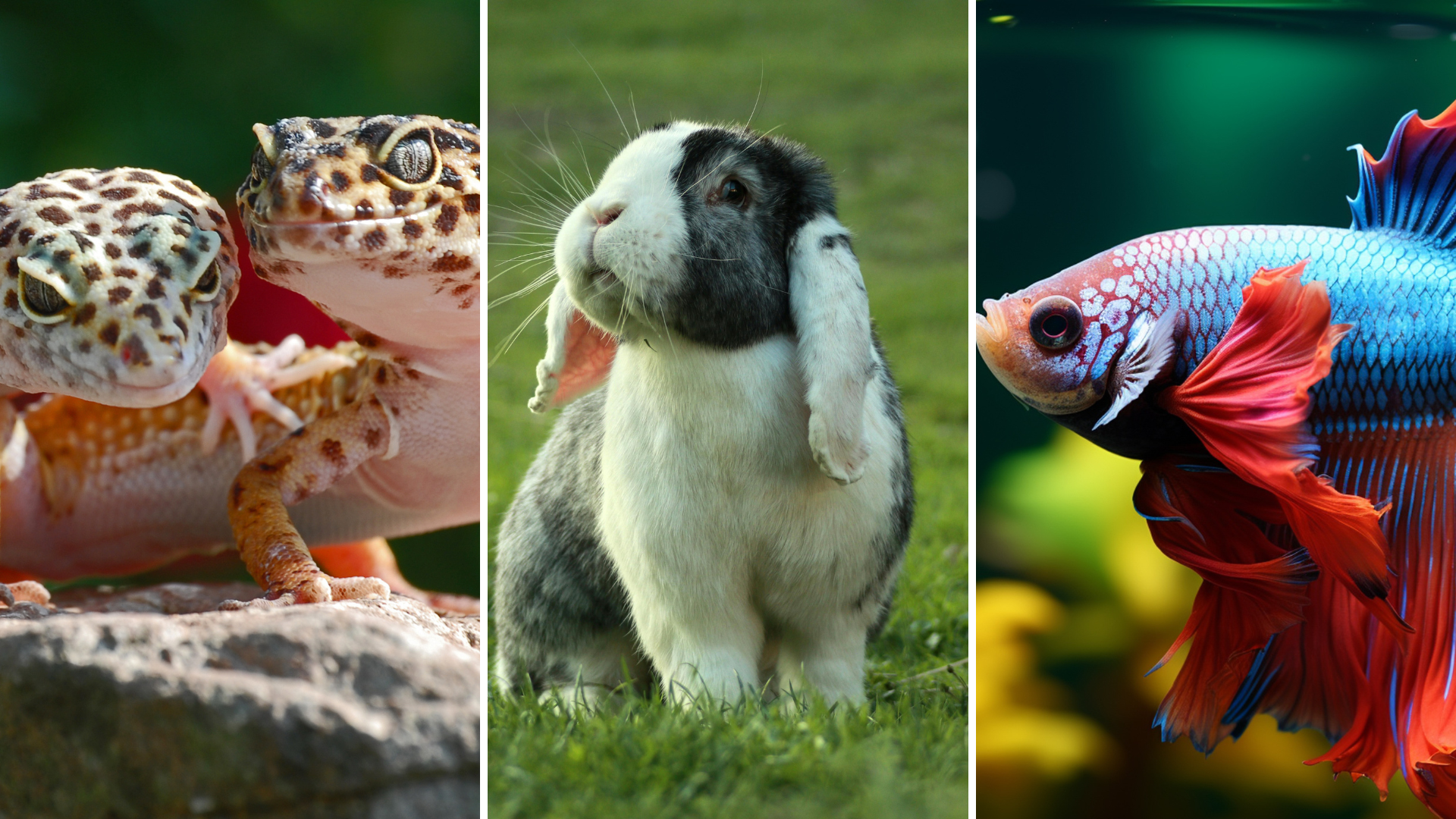 Anagrafe degli animali da compagnia