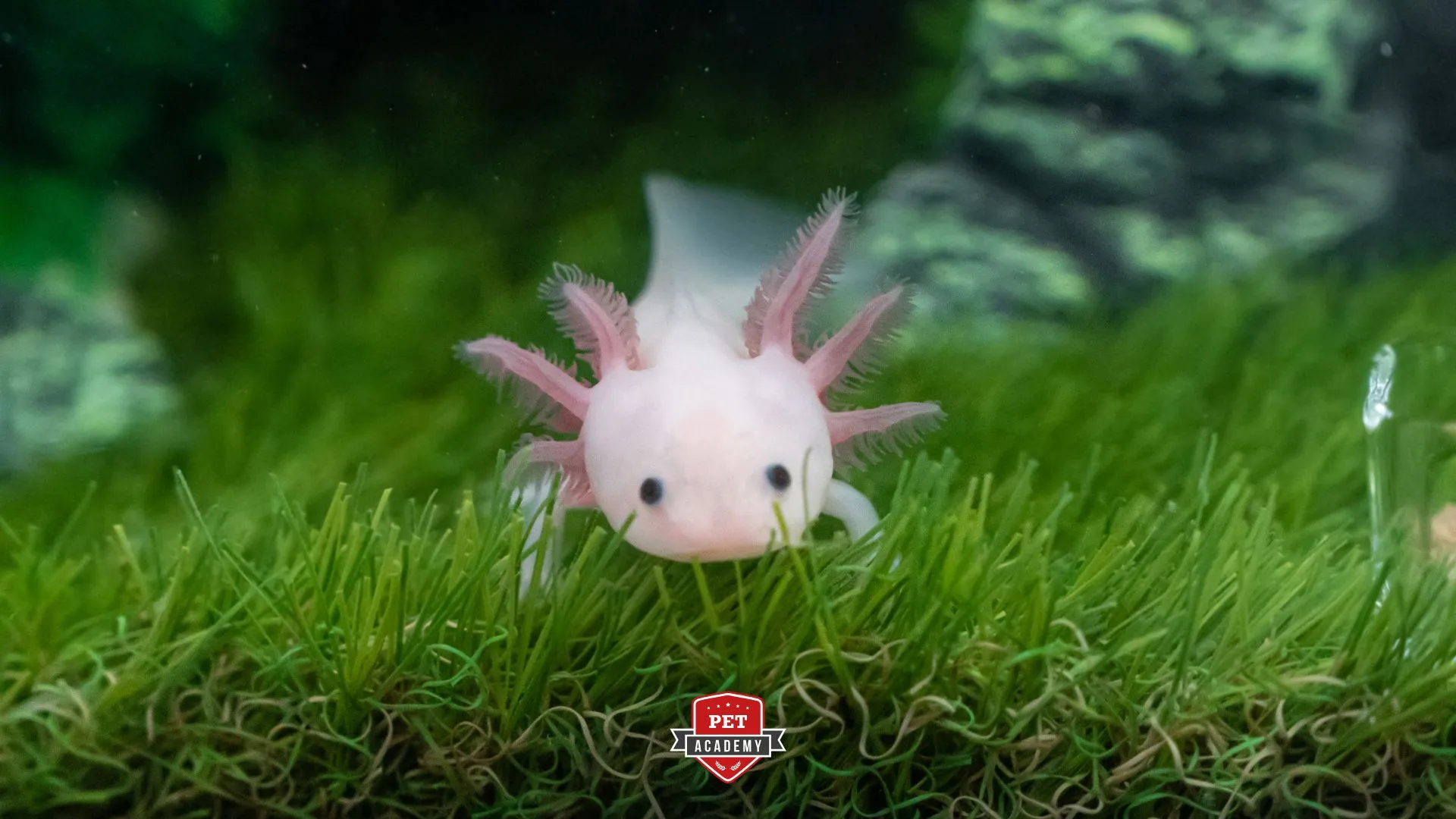 Anagrafe degli animali da compagnia