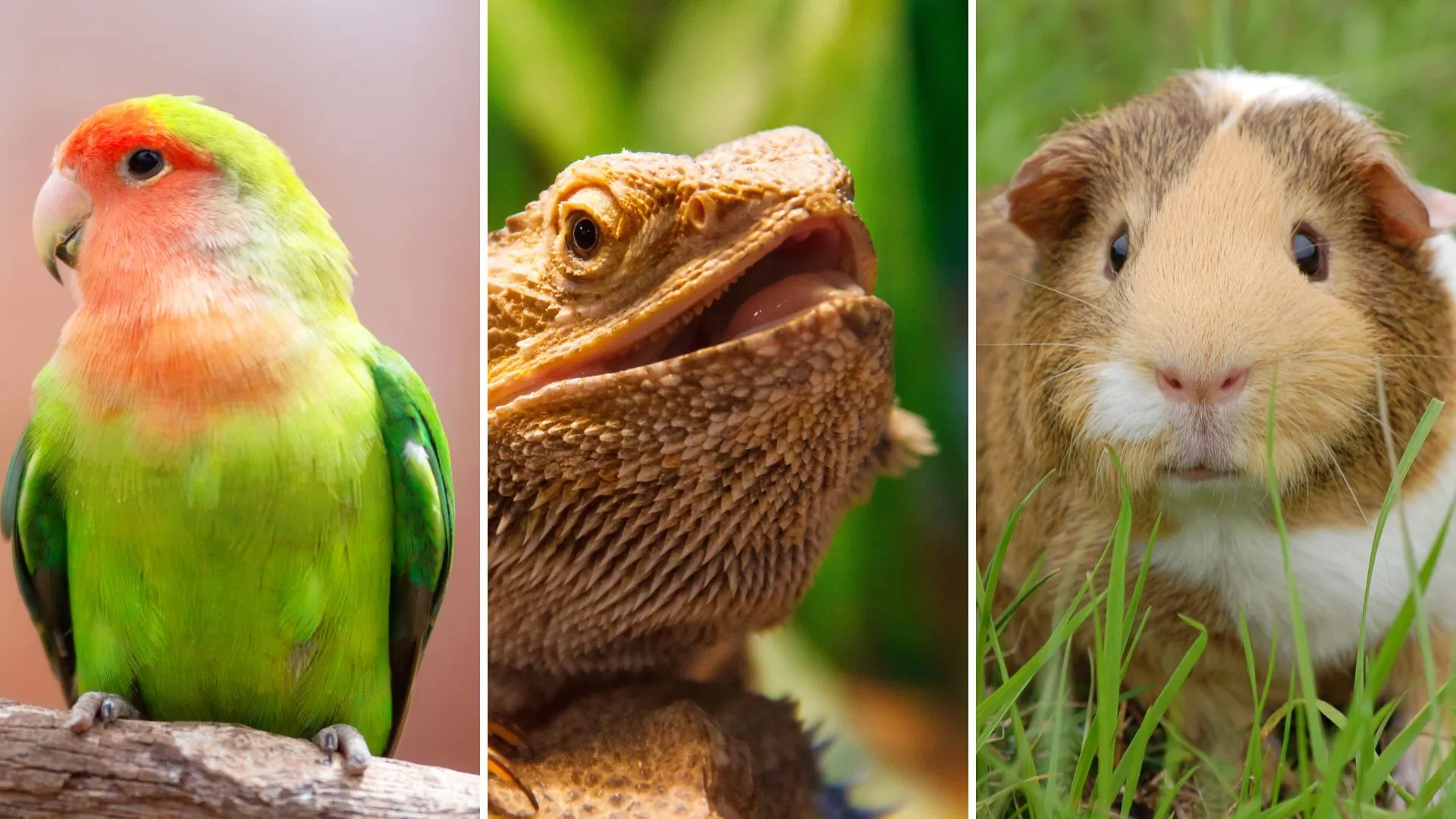 Anagrafe degli animali da compagnia