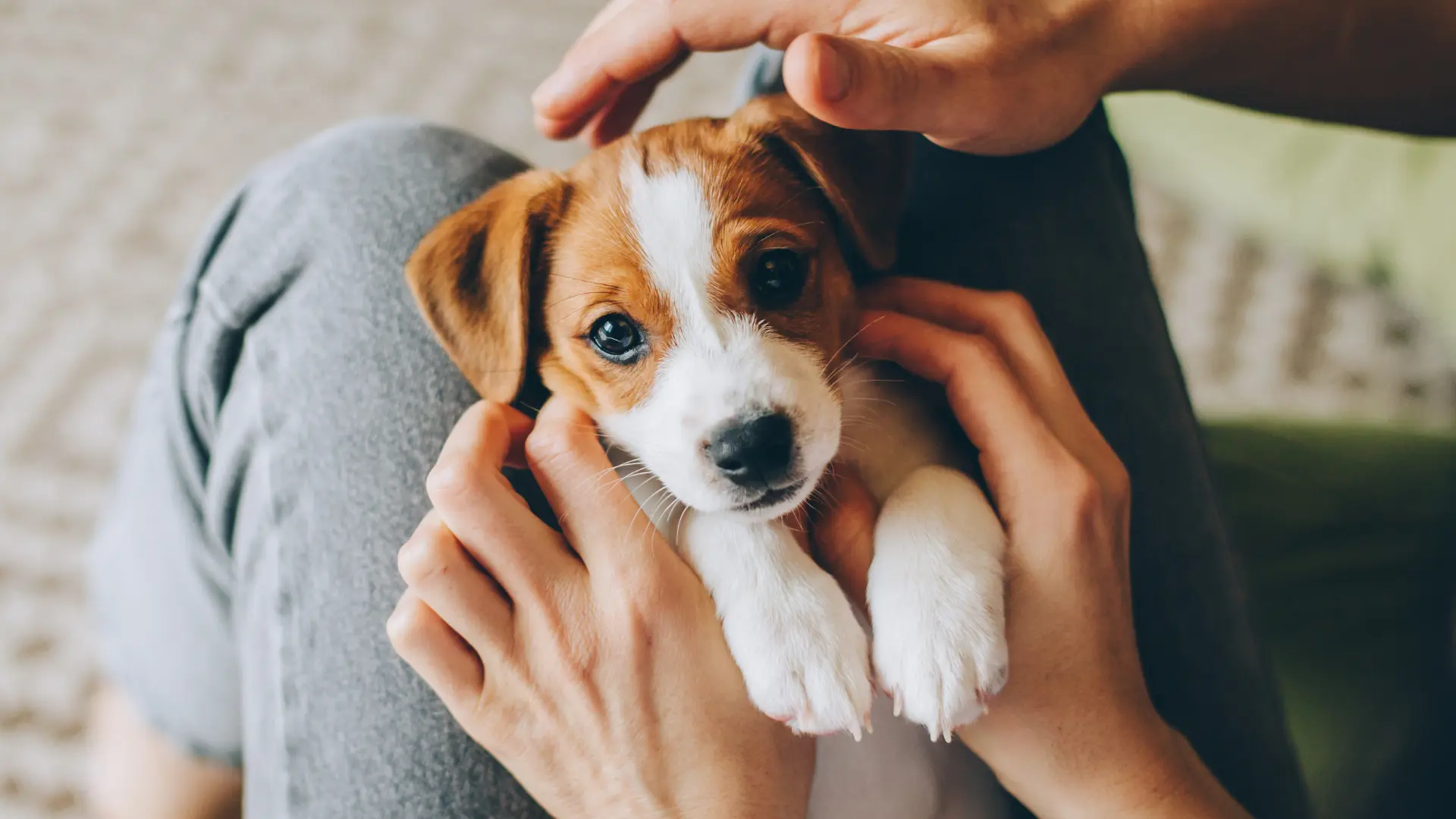 Arriva un cucciolo, gli accorgimenti per accogliere il cane