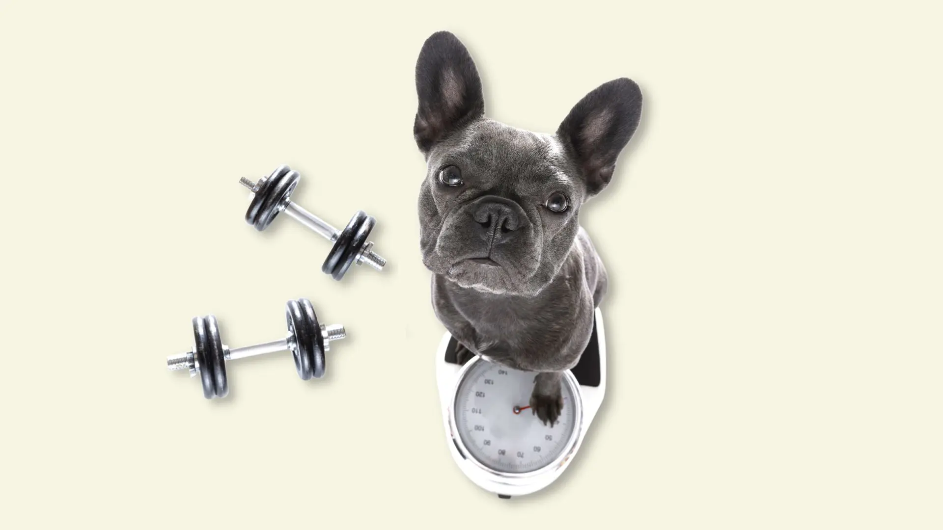 FisioFit for dogs, cane sovrappeso, esercizi fisici per il cane