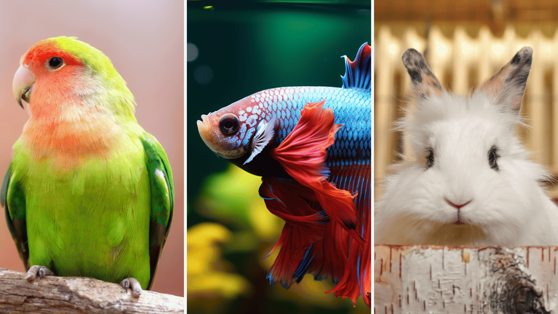 Corso per proprietari e detentori di animali selvatici ed esotici (NAC)
