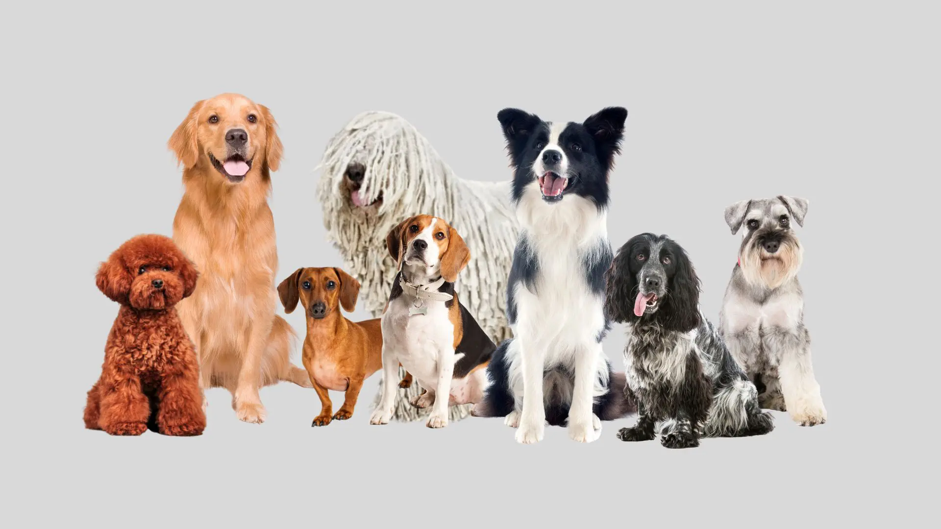 Le sette tipologie di pelo, tecniche, strumenti, cosmesi