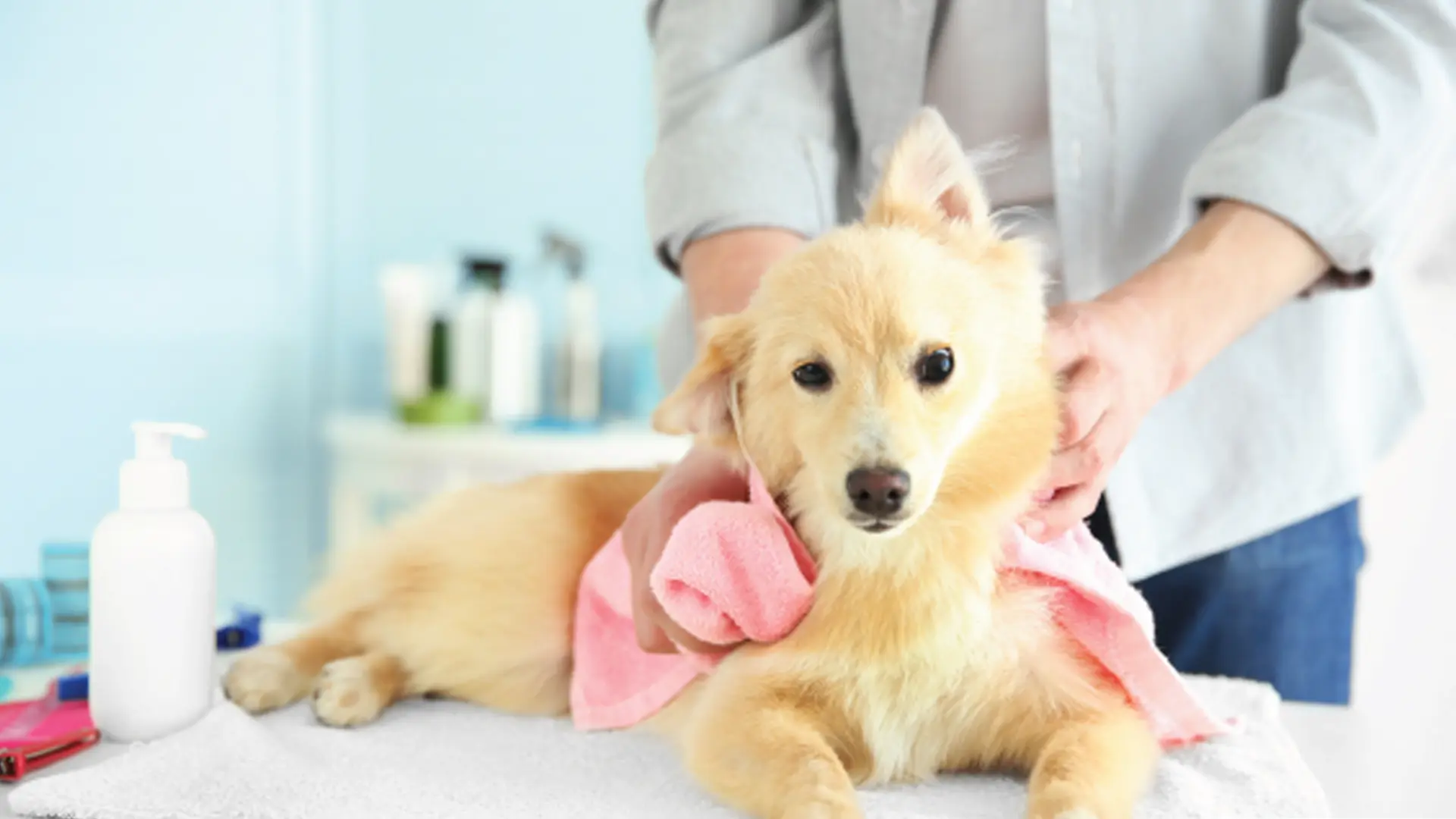 Master Toelettatori - Quinta Edizione