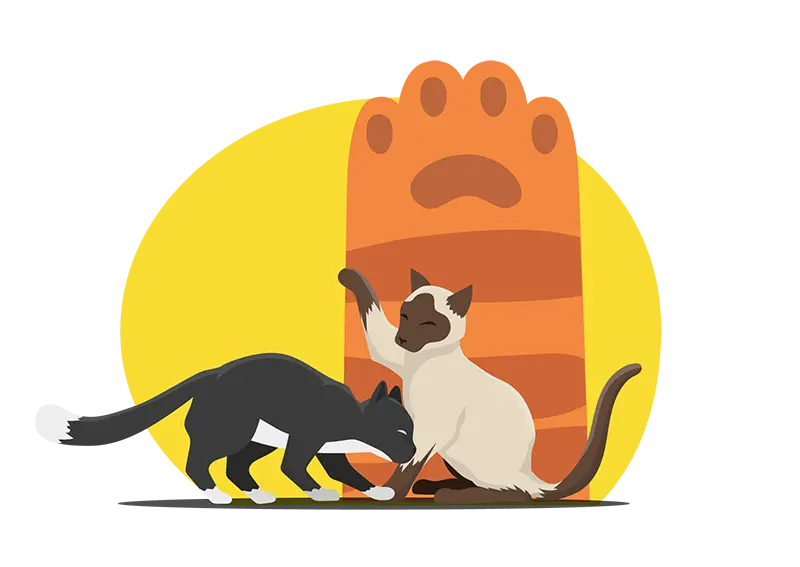 Patentino per gatti Patentino per gatti