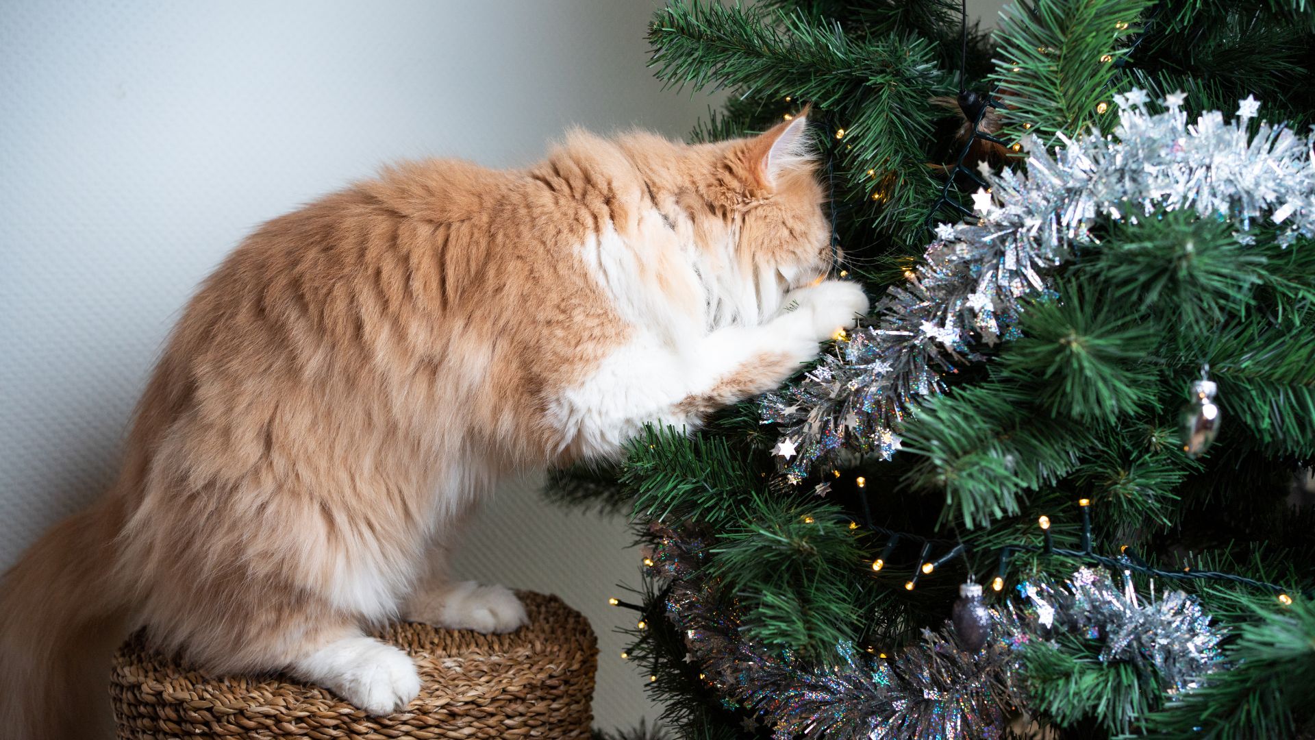 Albero Di Natale A Prova Di Gatti Albero di Natale a prova di gatto: istruzioni per l’uso - Pet Academy