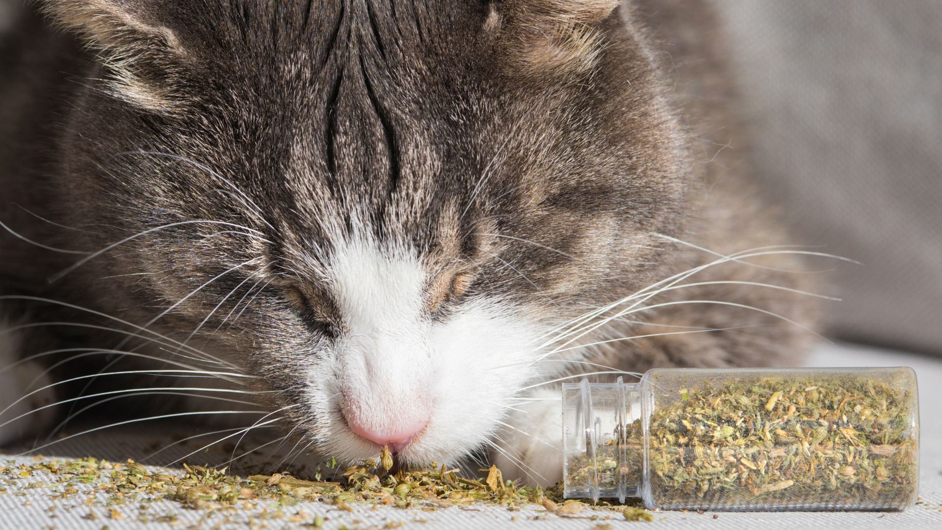 Drogati di erba gatta: ecco perché i felini ne vanno matti - Pet Academy