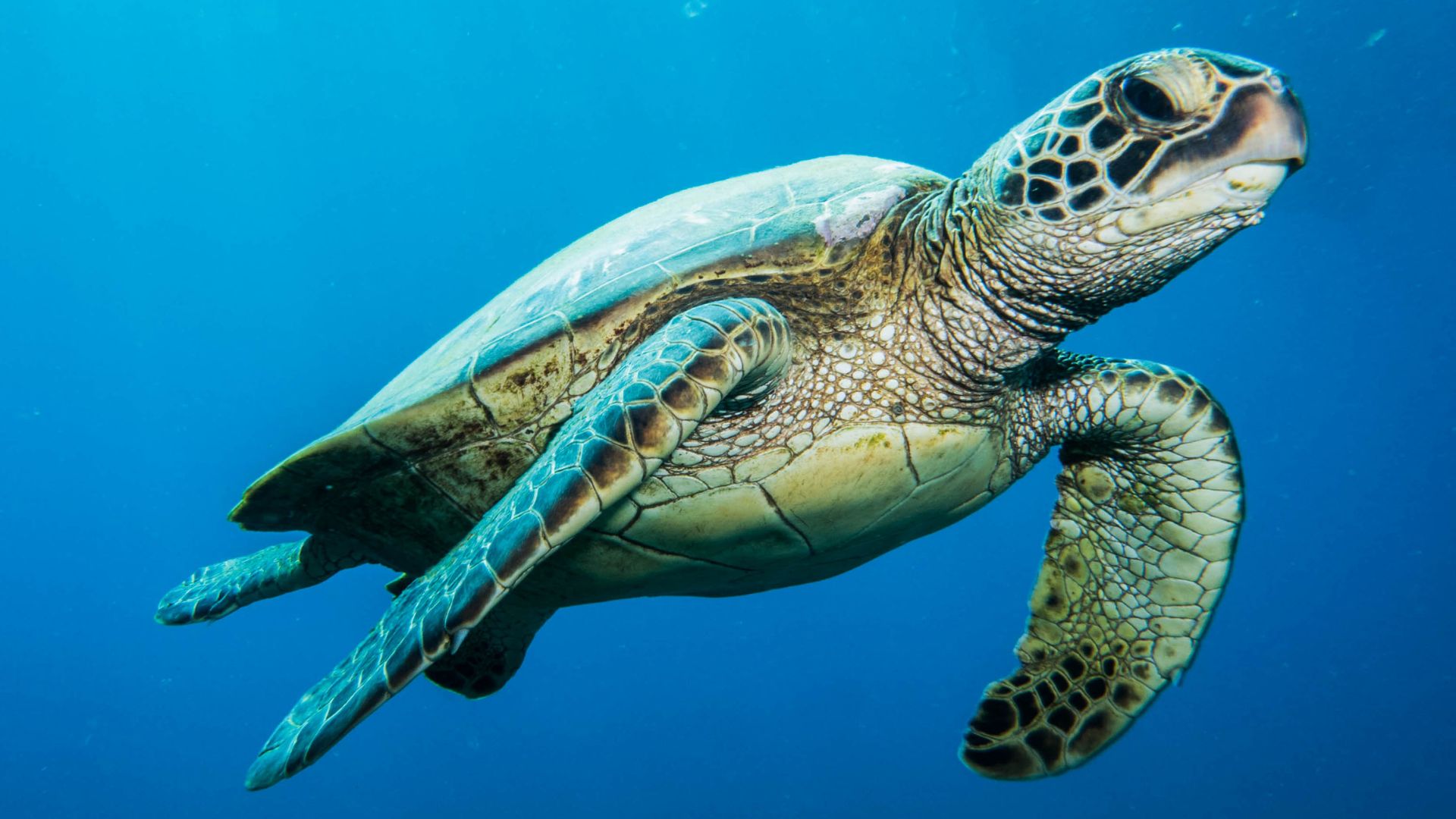 Una ricerca svela perché le tartarughe sono tra gli animali più longevi -  Pet Academy